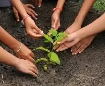 उप्र सरकार 1 जुलाई से राज्य में शुरू करेगी वृक्षारोपण अभियान