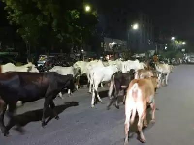 दिल्ली हाईकोर्ट ने सरकार से सड़कों से गायों को हटाने के लिए कार्रवाई करने को कहा