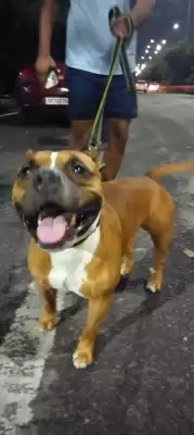 कुत्तों का गलत चयन व जगह की कमी से खड़ी हो रही समस्या