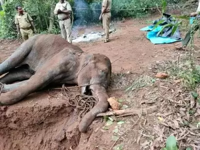 मई से तमिलनाडु में हाथियों की मौत की जांच शुरू करेगी एसआईटी