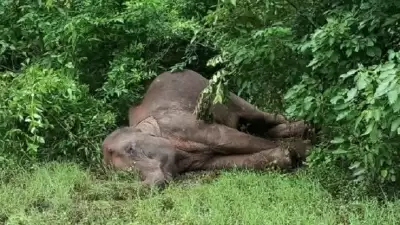 झारखंड में 5 साल में 462 लोगों की मौत के बाद उठी हाथी कॉरिडोर की मांग