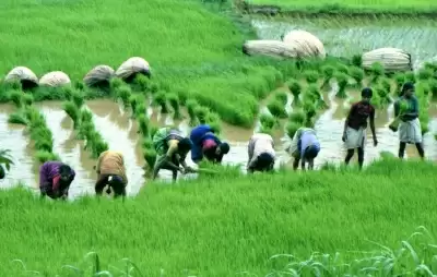 बिहार में बाढ़, अतिवृष्टि से फसलों के नुकसान की क्षतिपूर्ति के लिए 550 करोड़ रुपये मंजूर