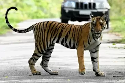 यूपी के लखीमपुर खीरी में किसान पर बाघ ने किया हमला, घायल