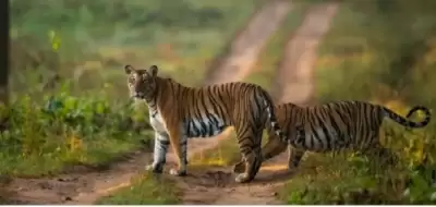 आखिरकार, कैमरे पर दिखा बाघ, तमिलनाडु के वन विभाग ने तलाशी अभियान किया तेज