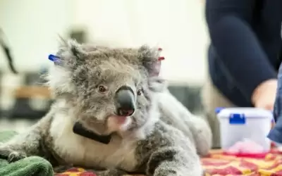 विलुप्त होने के कगार पर ऑस्ट्रेलियाई कोआला: संरक्षणवादी