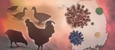 बर्ड फ्लू वायरस में नए बदलाव से इंसानों में फैलने की आशंका : रिपोर्ट