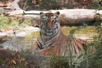 मप्र में बाघ आंकलन की तैयारी
