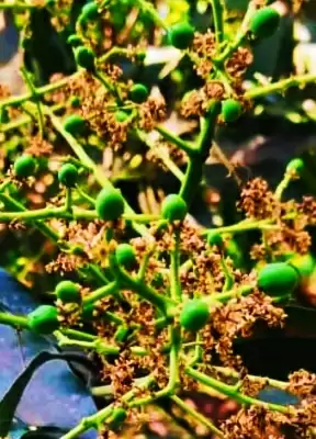 बिहार में आम के पेड़ों में मंजरों की बहार, किसान उत्साहित