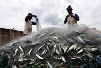 ट्रॉलिंग नेट का उपयोग करने वाले मछुआरों पर तमिलनाडु सरकार की छापेमारी जारी