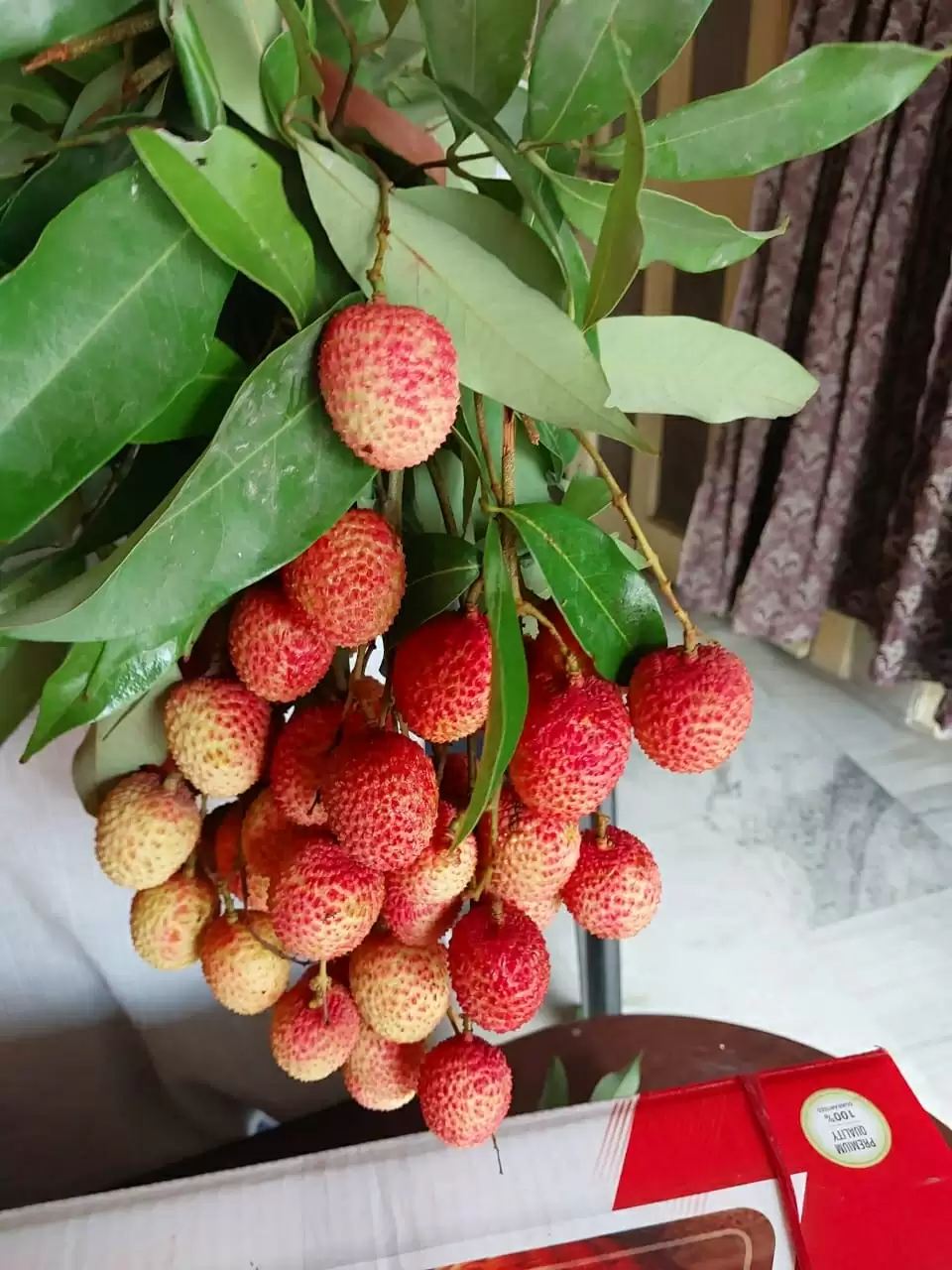 बिहार में लीची शो, किसान करेंगे कृषि वैज्ञानिकों से चर्चा, लीची खाने की भी प्रतियोगिता