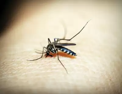 पटना में 72 घंटे में डेंगू के 16 मामले सामने आए