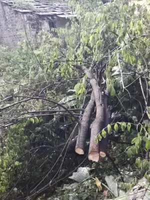 तस्करों ने ढिकुली गांव में काट डाले दो चंदन के पेड़, वन कर्मियों ने मौके पर पहुंचकर जांच पड़ताल की