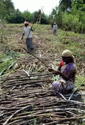 बिहार में बढ़ेगा गन्ने की खेती का दायरा