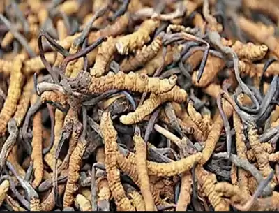 उत्तराखंड में सेटेलाइट से की जाएगी कीड़ा जड़ी की रिसोर्स मैपिंग, सूचीबद्ध होगा क्षेत्र