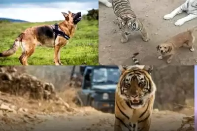 जिम कार्बेट पार्क में बाघों की सुरक्षा करेंगे विदेशी नस्ल के कुत्ते और हाथी