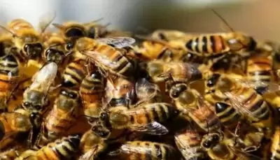 बिजनौर में मधुमक्खियों के हमले में किसान की मौत, पत्नी अस्पताल में भर्ती