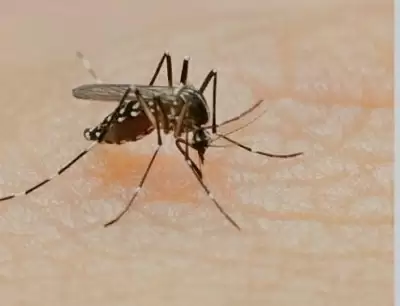 बदलते मौसम के साथ बढ़ने लगा डेंगू का खतरा, 20 पहुंचा मरीजों का आंकड़ा