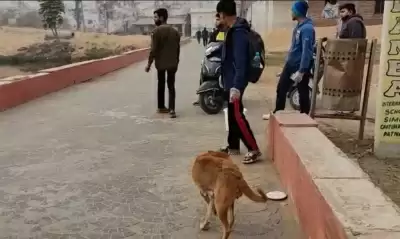 पटना के युवक, युवतियों में पशुप्रेम, रात को लावारिस कुत्तों को खिलाते हैं भोजन