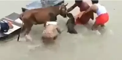 यूपी : कानपुर में गाय पर पिटबुल ने किया हमला, वीडियो वायरल