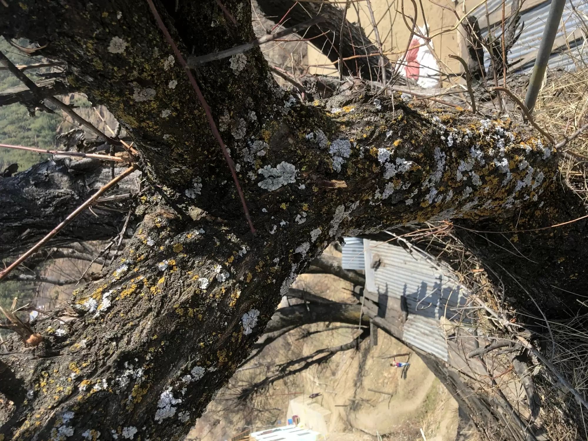 जम्मू-कश्मीर के किश्तवाड़ में पेड़ गिरने से चार की मौत