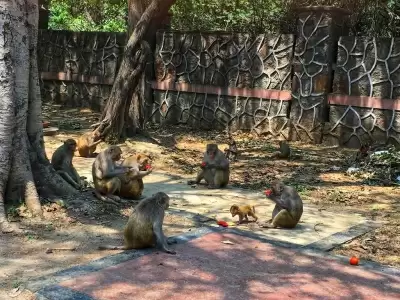कासरगोड में बंदरों के लिए सड़क किनारे खोला गया भोजनालय