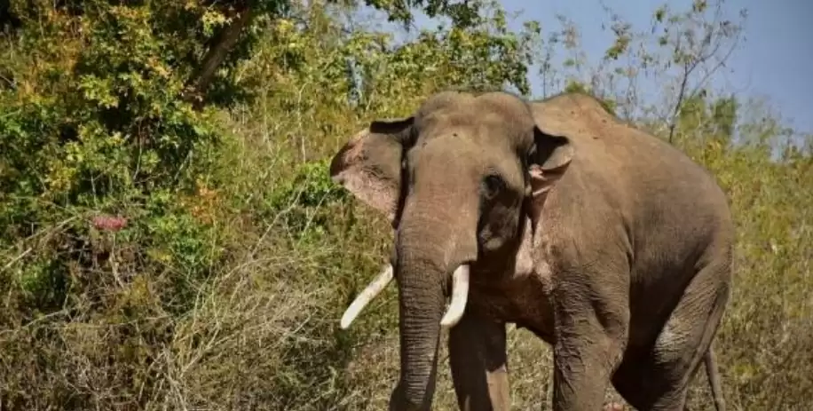 तमिलनाडु : वन विभाग ने जंगली हाथी को नशे का इंजेक्शन लगाने का आदेश जारी किया