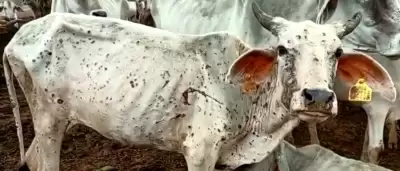 लंपी वायरस: पिथौरागढ़ और बागेश्वर के कुछ क्षेत्रों में गायों में फैल रहा लंपी वायरस, बागेश्वर में दो दर्जन पशुओं में दिखे लक्षण