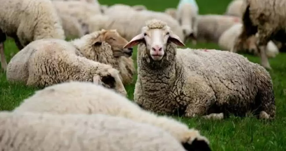 यूपी में 175 भेड़ों की मौत