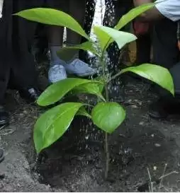 पौधरोपण में फिर अपना रिकॉर्ड तोड़ेगा यूपी, एक दिन में 35 करोड़ पौधरोपण का लक्ष्य