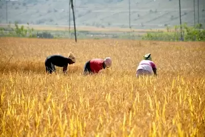 100 किसानों को दिया जाएगा इजराइल में प्रशिक्षण