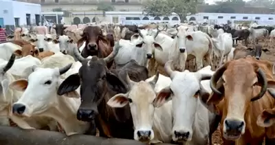 एटॉमिक रेडिएशन से रक्षा कर सकता है गाय के गोबर से बना घर : जज