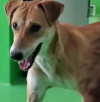 कानपुर : क्रब से निकाला गया कुत्ते का शव, दूसरी बार होगा पोस्टमार्टम