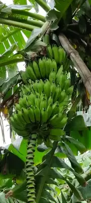 बिहार के प्रसिद्ध कोठिया केले के उत्पादन बढ़ाने में जुटा गोरौल अनुसंधान केंद्र