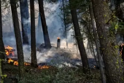कैलिफोर्निया के जंगल में लगी आग से हजारों बड़े पेड़ जलकर खाक हुए