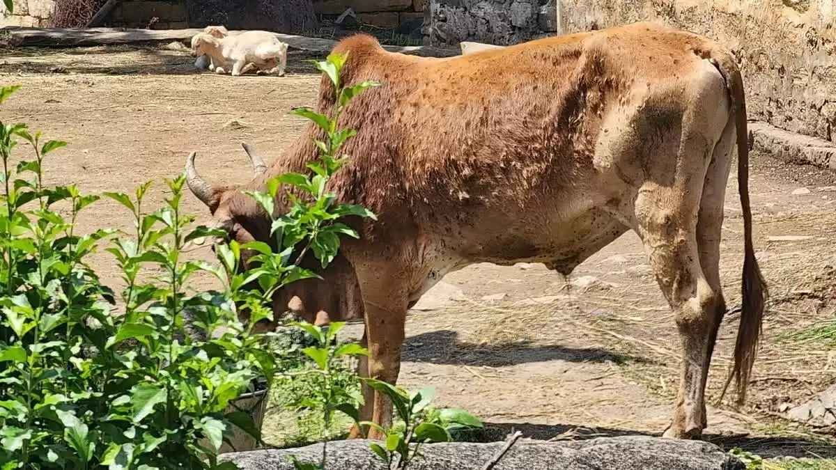 पशुओं में लम्पी रोग के बढ़ते मामलों पर त्वरित कार्रवाई का निर्देश