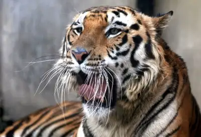 यूपी : बाघ के हमले में 12 साल की बच्ची की मौत