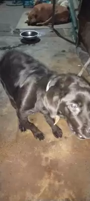 जर्मन शेफर्ड, पिटबुल ने नोएडा और गाजियाबाद में मचाया आतंक