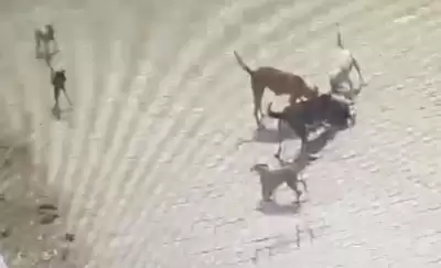 हैदराबाद में 4 साल के मासूम को आवारा कुत्तों ने नोंच-नोंच कर मार डाला