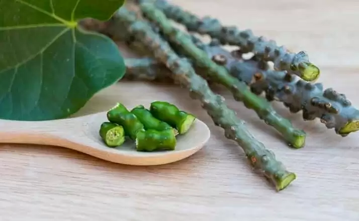 औषधीय पौधे गिलोय की प्रोसेसिंग के लिए रांची में स्थापित हुआ देश का पहला सेंटर, 16 जिलों के किसान करेंगे खेती