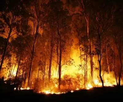 नहीं बुझ रही जंगल की आग, बांज के जंगलों को बचाने की है चुनौती