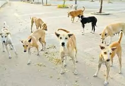 आवारा कुत्तों की बढ़ती आबादी शहरी प्रबंधन के लिए चुनौती