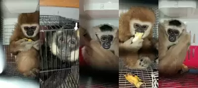 असम में 5 बंदरों का किया गया रेस्क्यू; एक गिरफ्तार