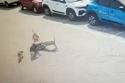 बच्चे की दर्दनाक मौत ने अधिकारियों को आवारा कुत्तों के खिलाफ कार्रवाई को किया प्रेरित