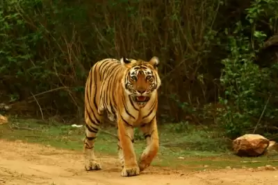 कर्नाटक वन विभाग ने आदमखोर बाघ को पकड़ने के लिए शुरू किया अभियान