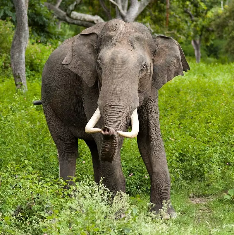 केरल के जंगल से स्थानांतरित बिगड़ैल हाथी तमिलनाडु पहुंचा