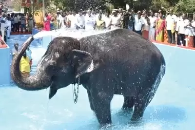 तमिलनाडु के अधिकारियों ने मंदिर के हाथी के लिए 50 लाख रुपए के स्नान पूल का निर्माण किया