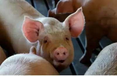 स्वाइन फ्लू के डर से त्रिपुरा ने सूअरों के आयात पर लगाया प्रतिबंध