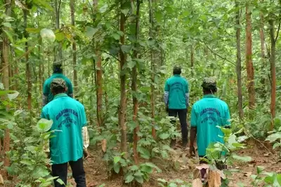 पश्चिम बंगाल सरकार हाथियों की रक्षा के लिए 600 गजमित्रों की नियुक्ति करेगी