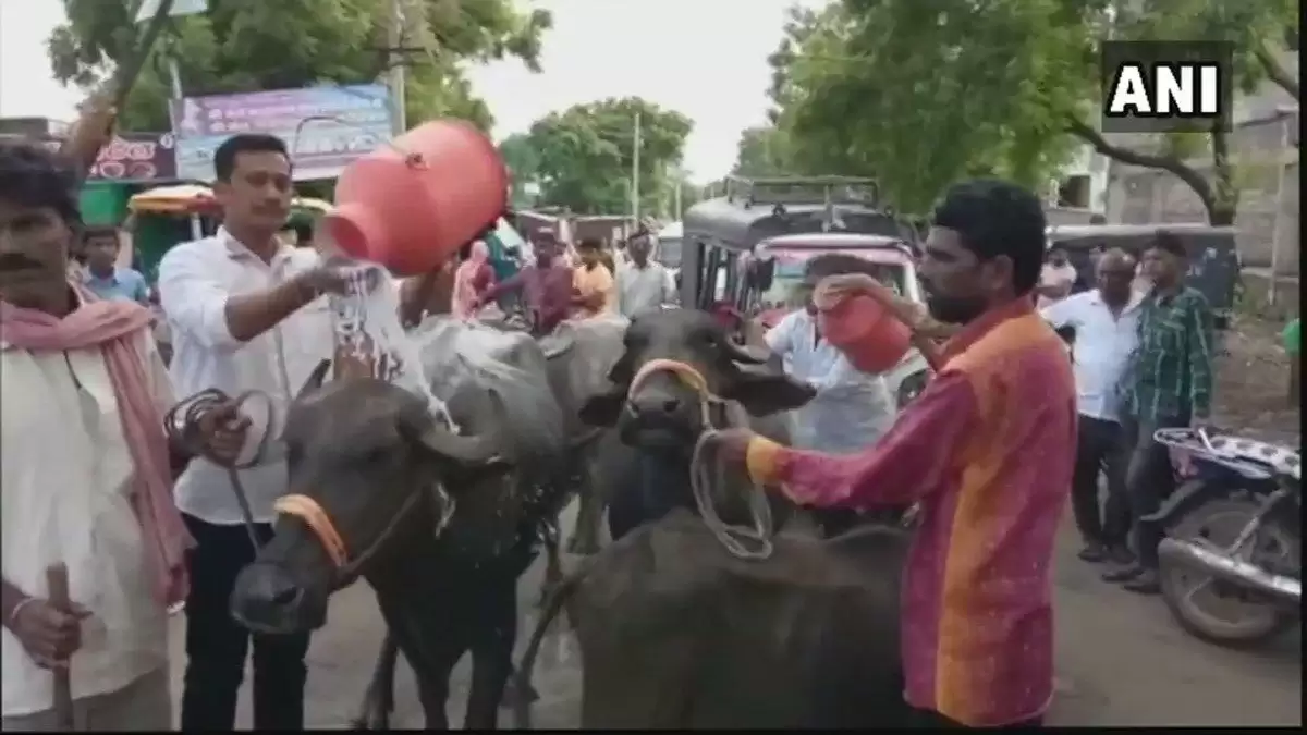 महाराष्ट्र में आंदोलनकारियों ने भैसों को दूध से नहलाया