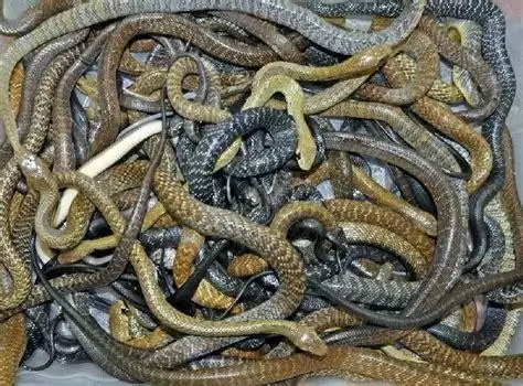 फेसबुक ने खासकर लडकियों के लिए लांच किया नया फीचर